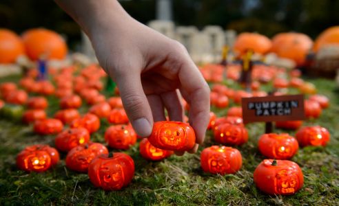 Area 51 Miniature Pumpkin Patch